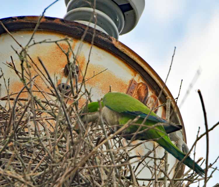 monk parrot
